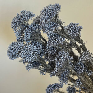 Rice Flower, Dusty Blue, Dried (Ozothamnus) 70cm
