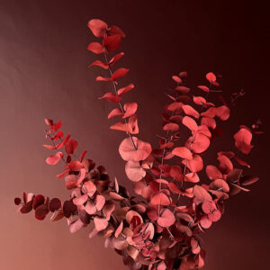 Eucalyptus Cinerea, Red, Preserved, 70cm
