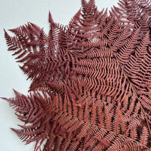 Bracken Ferns, Dark Burnt Orange, Preserved 70cm