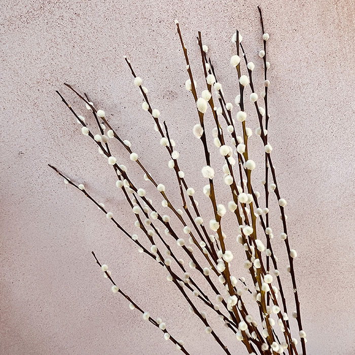Salix Willow Stems