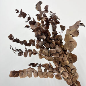 Eucalyptus Cinerea, Brown, Preserved, up to 70cm