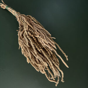 Amaranthus caudatus, Natural Beige Green, Dried (Cascading) up to 50cm