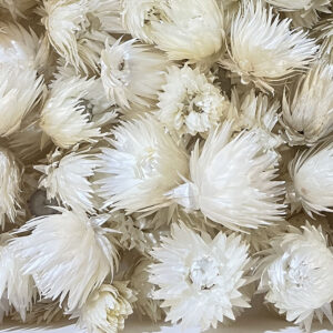 Everlasting Cape Snow, Dried Flower Heads, Natural White