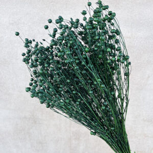 Bubble Flax, Dark Green, Dried (Linum) 50cm
