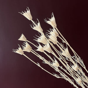 Nigella Orientalis, Bleached Creamy White, Dried (Love-in-a-Mist) 60cm