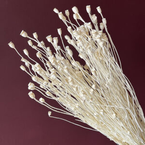 Poppy Small Seed Pods, Bleached White, Dried (Papaver) 50cm