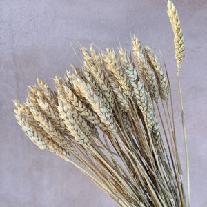 Wheat Dried Bunch, Natural Golden Brown (Triticum) 65cm