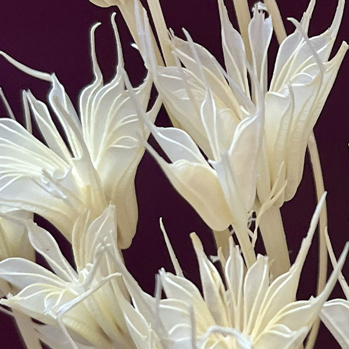 nigella orientalis, bleached ivory, dried (love in a mist) 60cm