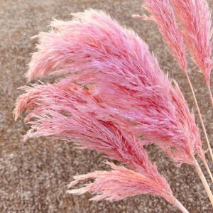 Wild Reed Grass, Pink, Dried, 70cm