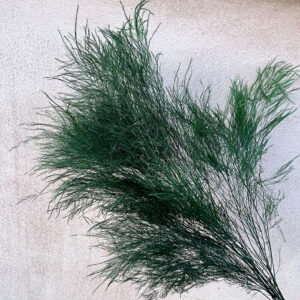 Asparagus virgatus, Dark Green, Preserved (Tiki/Tree Fern) 70cm