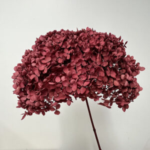 Hydrangea Annabelle, Preserved, Dusky Rose, 50cm