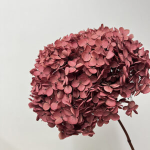 Hydrangea Annabelle, Preserved, Dusky Pink, 50cm