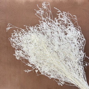 Limonium Maritima, Bleached White, Dried, 50-70cm