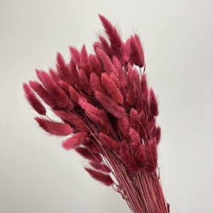 Lagurus Grass, Berry Pink, Dried (Bunny Tails) 60-70cm 100g