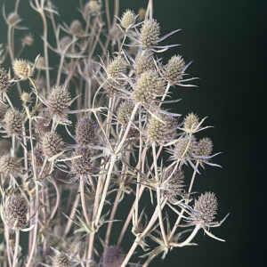Eryngium, Natural Shades, Dried (Thistles) 90cm
