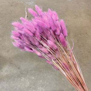 Lagurus Grass, Lilac Pink, Dried (Bunny Tails) 50-70cm 100g
