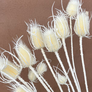 Teasels, Bleached White, Dried, 90cm