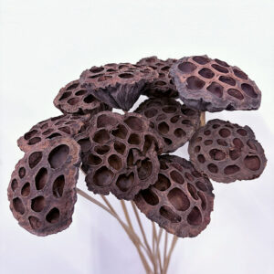 Lotus Pod Picks, Natural, 60cm