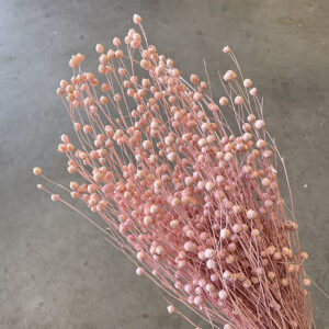 Bubble Flax, Misty Pink, Dried (Linum) 50cm