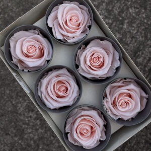 Roses, Pale Dusky Pink, Preserved, x6 blooms, 5cm (Verdissimo®)