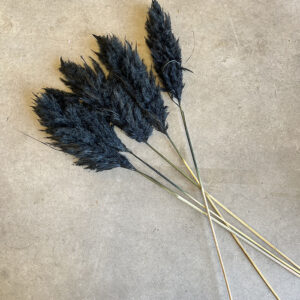 Pampas Grass Evita, Black, Dried, 115cm Plume 40cm