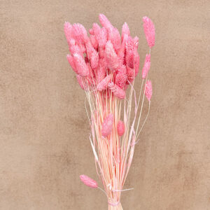 Phalaris, Bright Pink, Dried (Canary Grass) 70cm