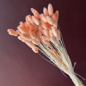 Phalaris, Coral Blush, Dried (Canary Grass) 70cm