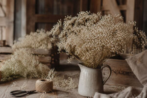 dried babies breath