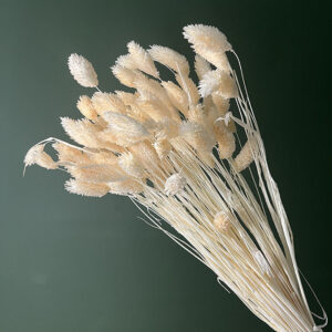 Phalaris, Apricot Cream, Dried (Canary Grass) 60cm