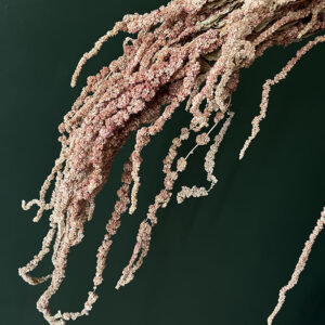 Amaranthus caudatus, Natural, Dried (Cascading) up to 70cm