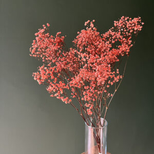 Preserved Gypsophila in Coral Peach