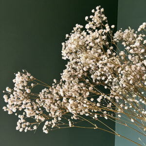 Baby’s Breath, Natural White, Preserved (Gypsophila) Kiara® 70cm
