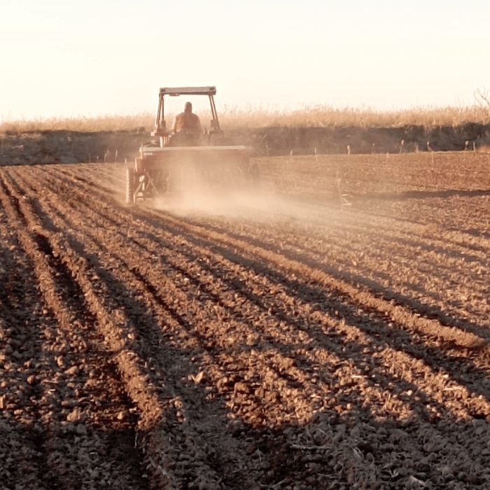 Farmer cultivating field
