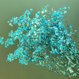 Gypsophila, Aqua Blue, Preserved (Baby’s Breath) 70cm