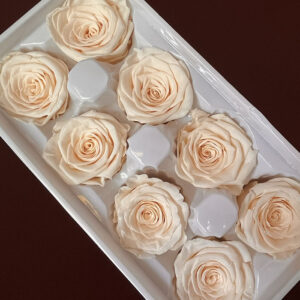 Roses, Champage Peach, Preserved, x8 blooms, 5cm (Every Love®)