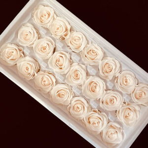 Roses, Champagne Peach, Preserved, x21 blooms, 3cm (Every Love®)