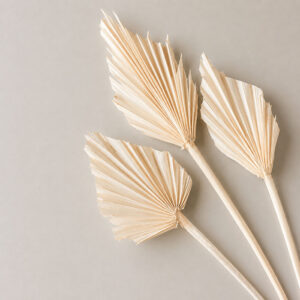 Palm Spears, Bleached, Dried, Small, 40cm ~ B-Grade / Seconds