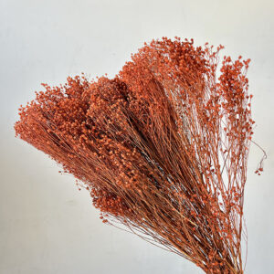 Broom Bloom, Autumn Orange, Dried, 50cm