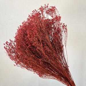 Broom Bloom, Autumn Red, Dried, 50cm