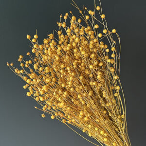 Bubble Flax, Warm Yellow, Dried (Linum) 50cm