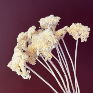 Achillea Parker, Bleached Creamy White, Dried, 70cm