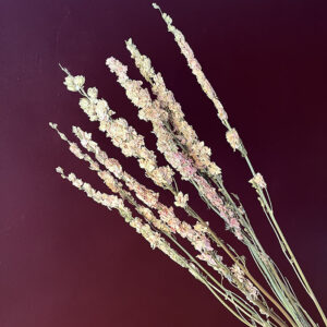 Larkspur, Natural Vintage Blush, Dried (Delphinium) 70cm, B-Grade Seconds
