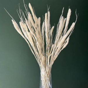 Setaria Italica, Bleached White, Dried (Canary Millet) 70cm