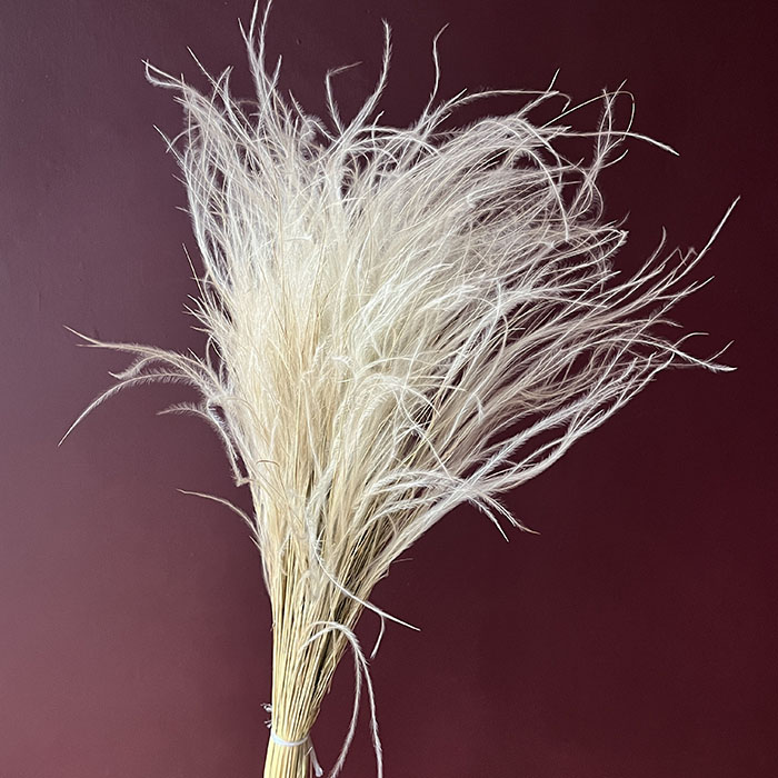 dried stipa feather grass bunch