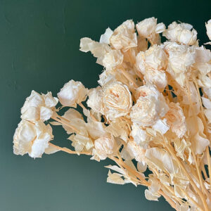 Spray Roses, Champagne, Preserved, 60cm
