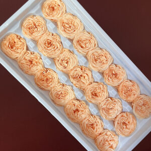 Peony Roses, Peach, Preserved, x21 blooms, 3cm (Every Love®)