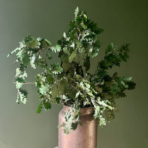 English Oak, Green, Preserved (Quercus robur) up to 70cm