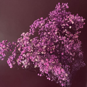 Gypsophila, Amethyst, Preserved (Baby’s Breath) 70cm