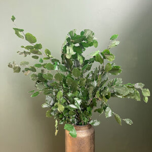 Beech, Green Shades, Preserved (Fagus Sylvatica) up to 90cm