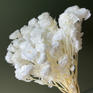 Spray Roses, Bleached White, Preserved, 60cm